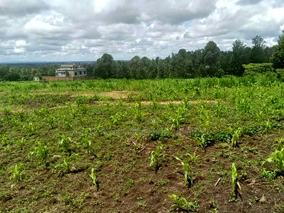 3 Prime Half Acre Plots 200 Metres Off Tarmac in Matasia - Image 4