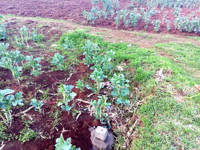 Limuru Kabuku 50 by 100 Plots for Sale With Ready Title - Image 3