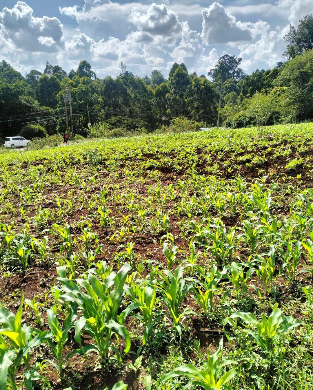 1-Acre Plot Near UN Office
