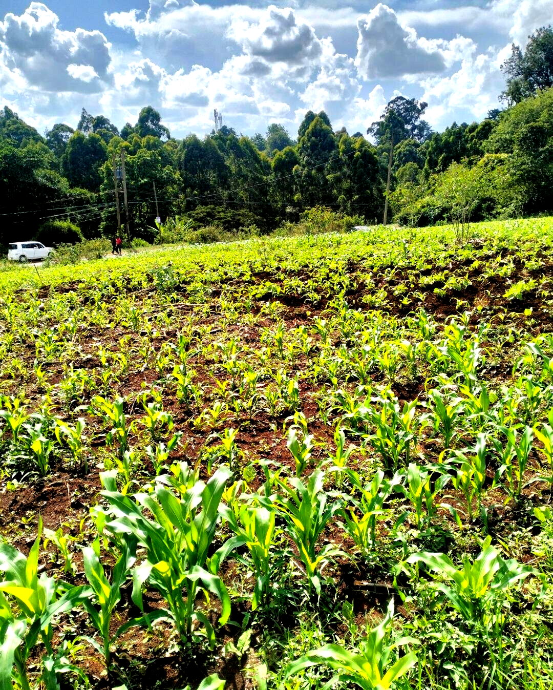 1-Acre Plot Near UN Office
