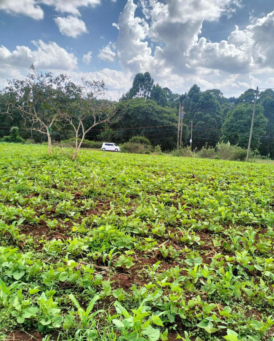 1-Acre Plot Near UN Office