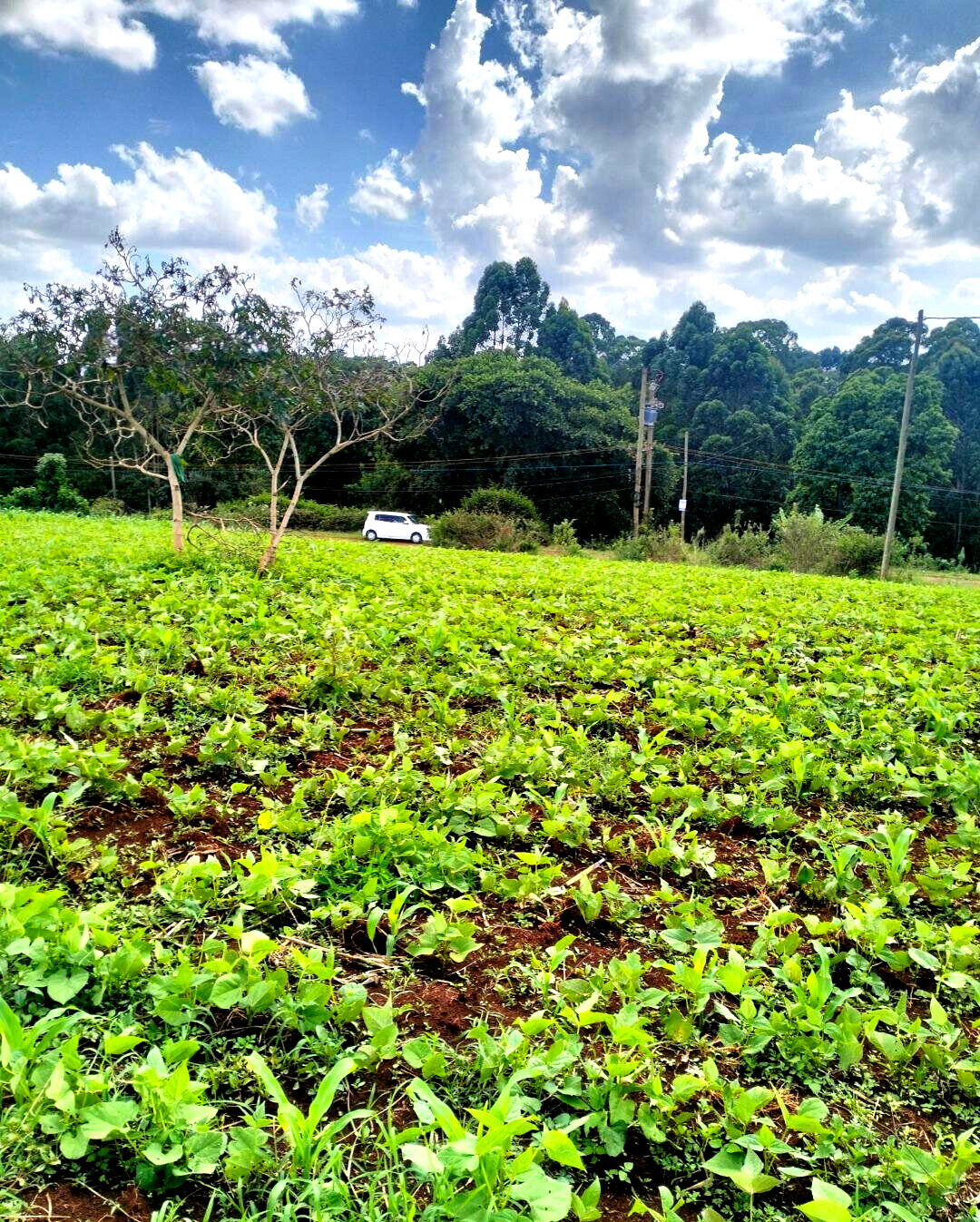 1-Acre Plot Near UN Office