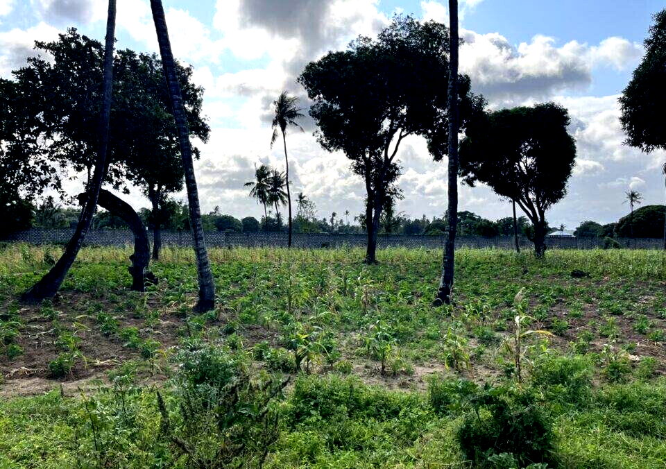 1 Acre Vipingo Land at KSh 15M