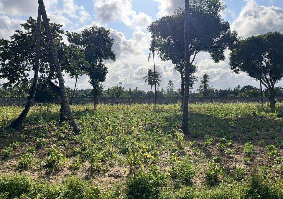 1 Acre Vipingo Land at KSh 15M