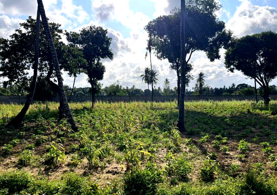 1 Acre Vipingo Land at KSh 15M