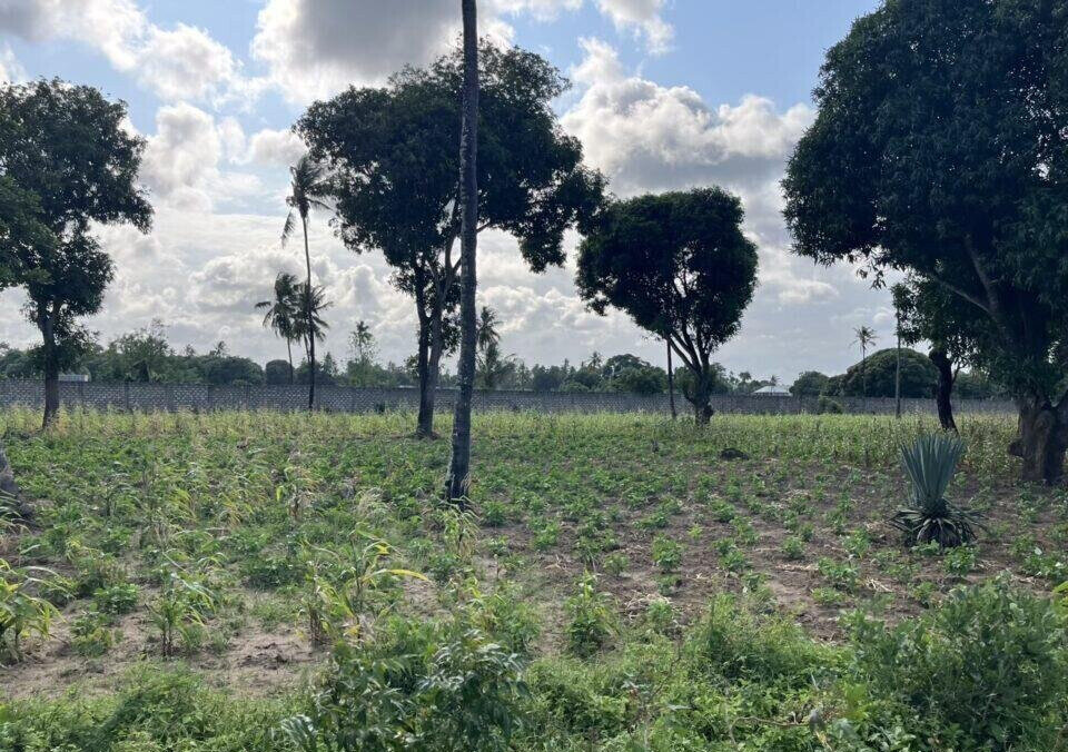 1 Acre Vipingo Land at KSh 15M