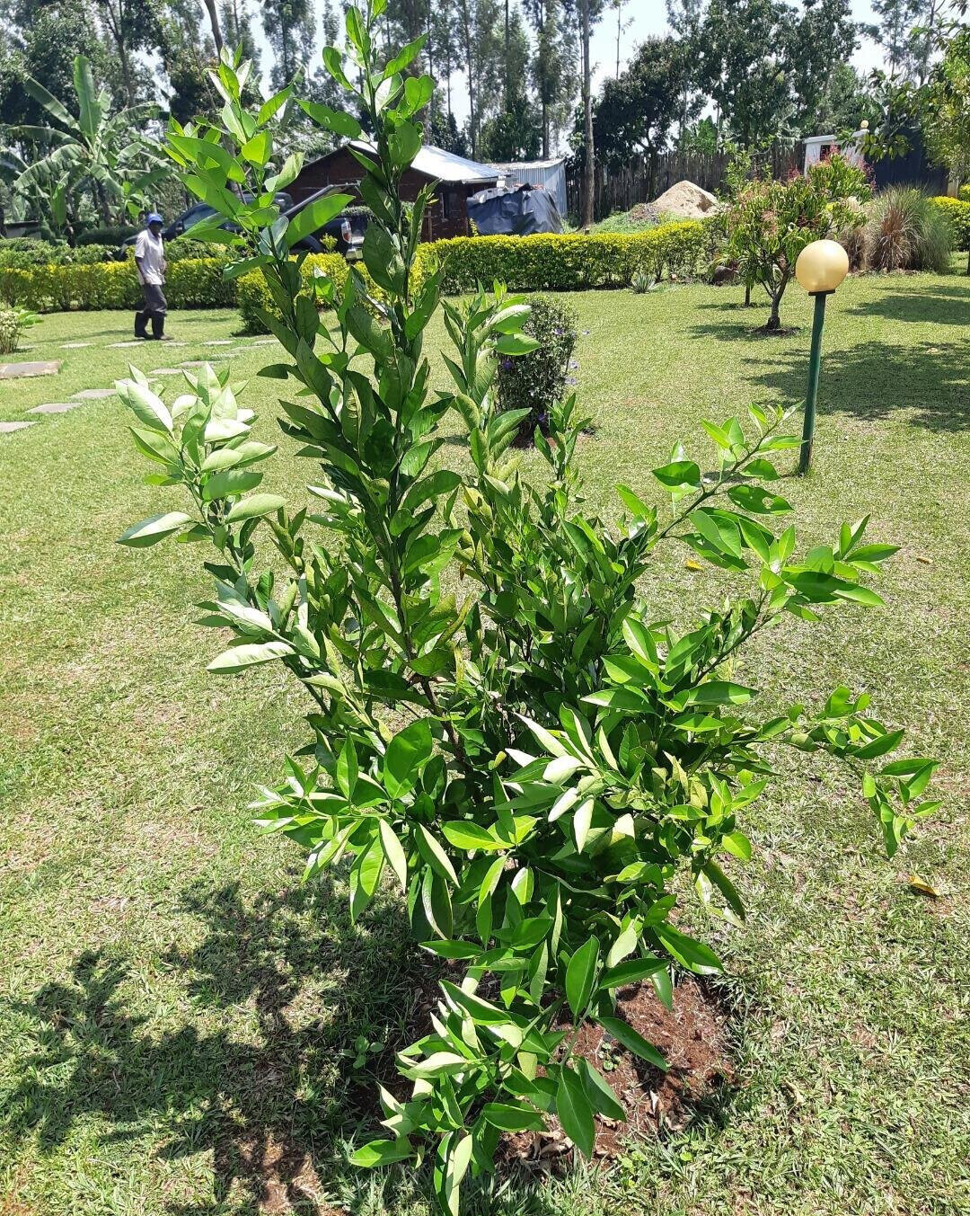 2.2-Acre Garden Plot in Westlands