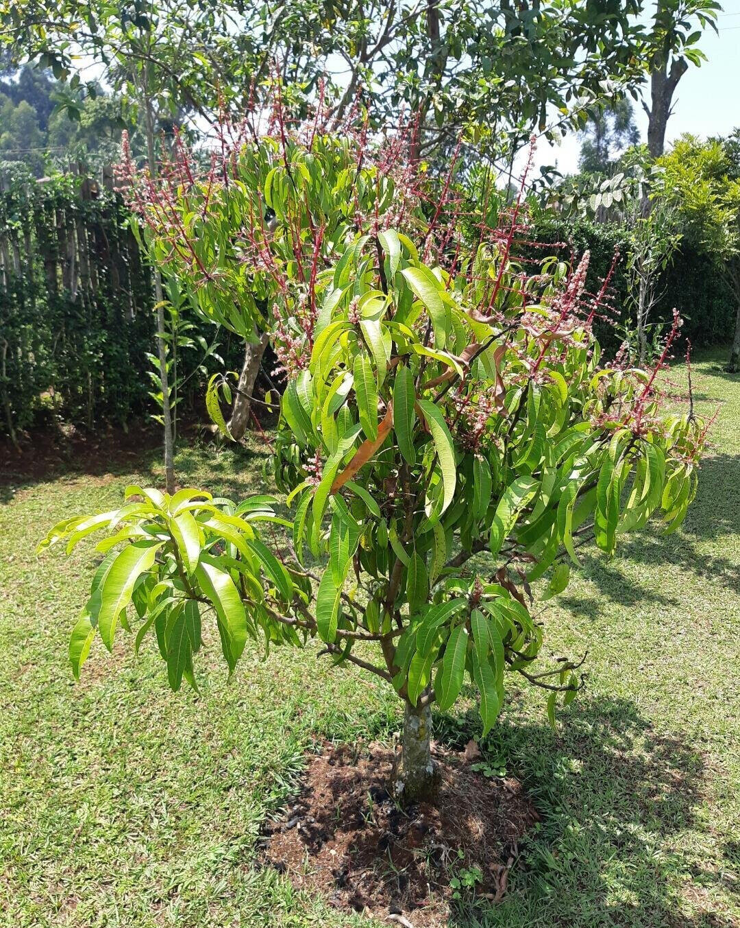 2.2-Acre Garden Plot in Westlands