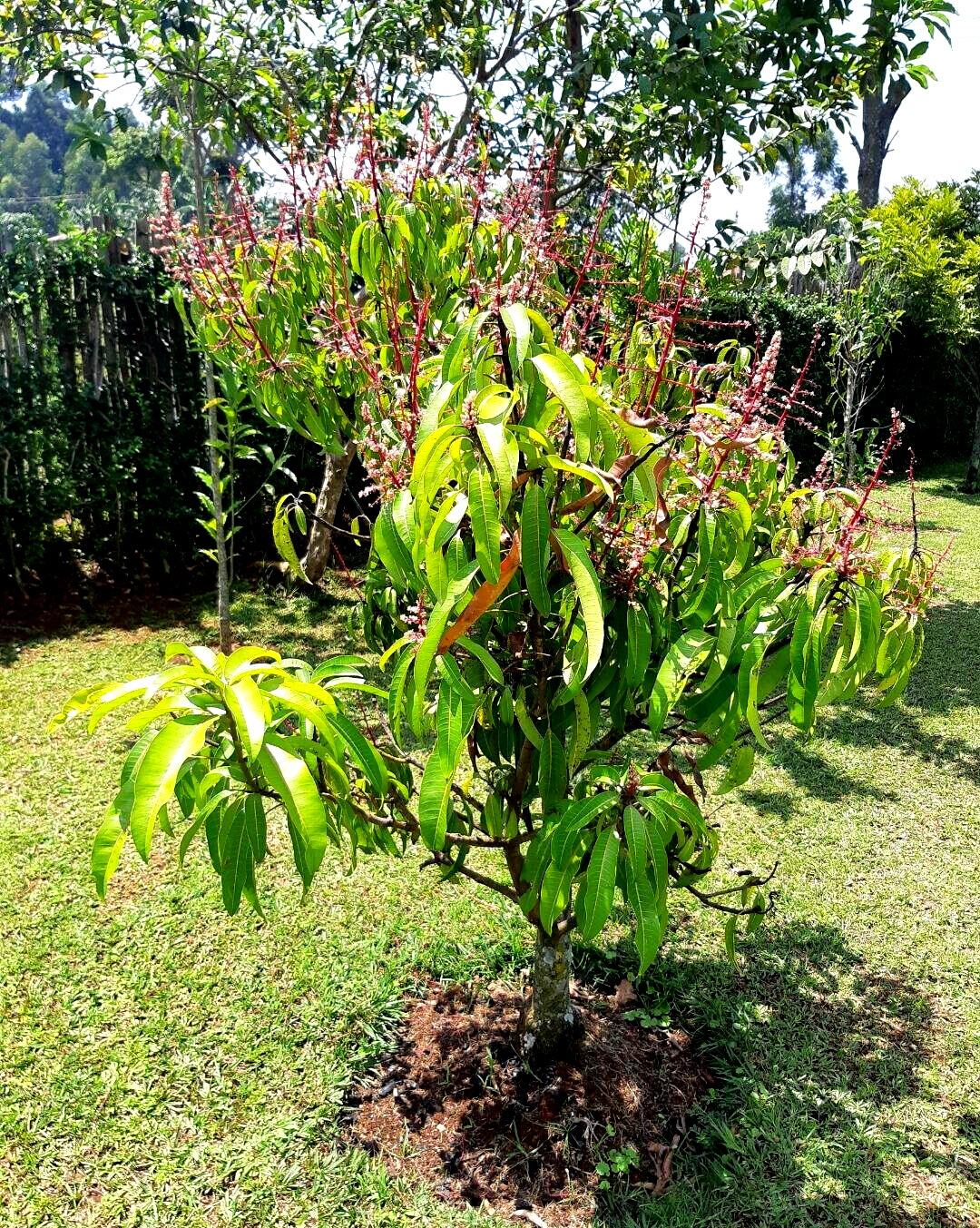 2.2-Acre Garden Plot in Westlands