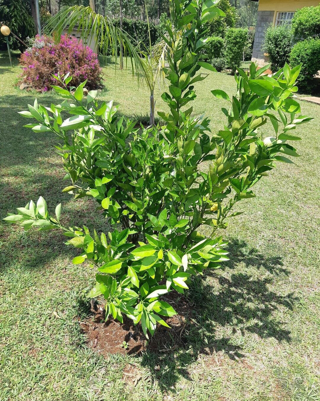 2.2-Acre Garden Plot in Westlands
