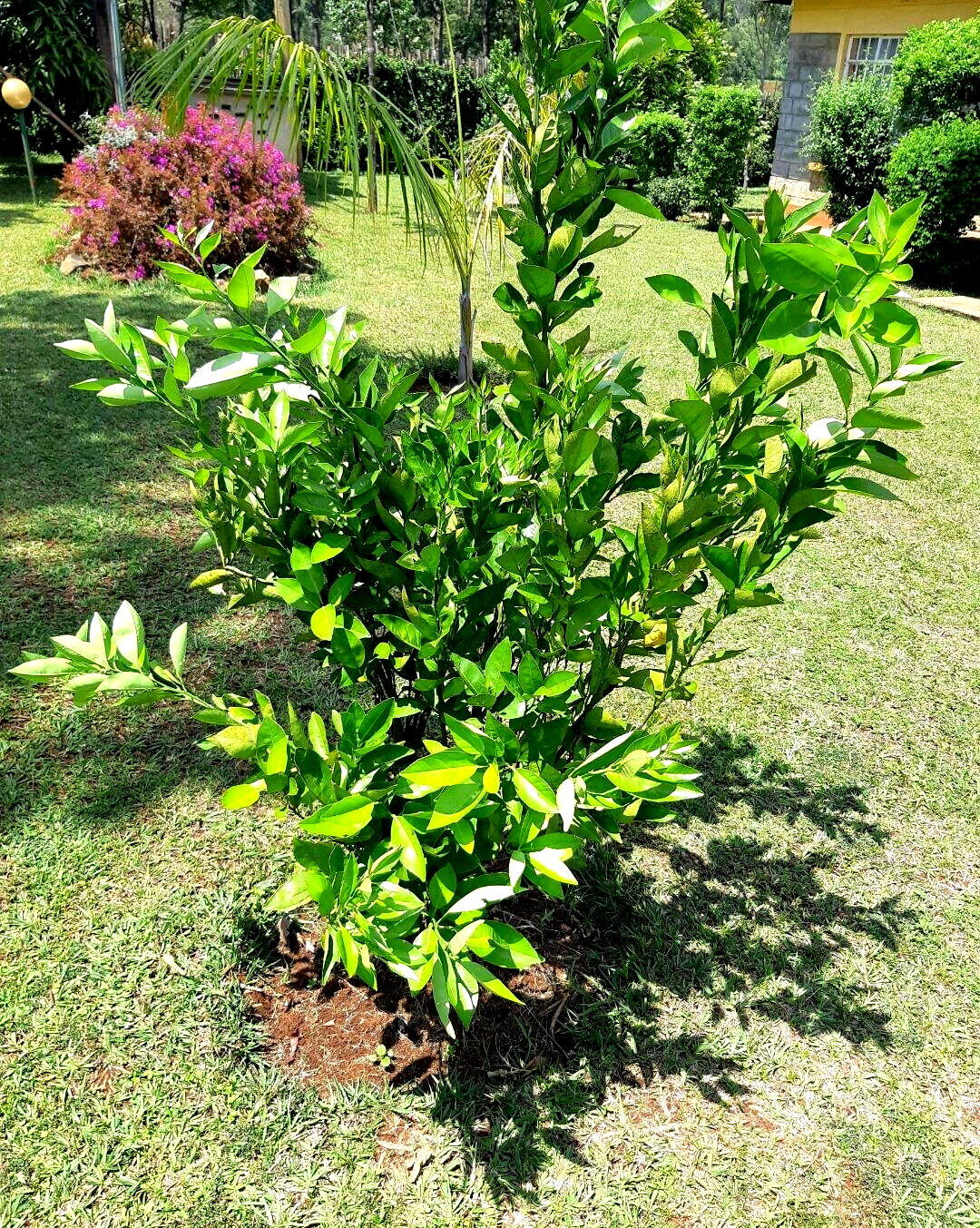 2.2-Acre Garden Plot in Westlands