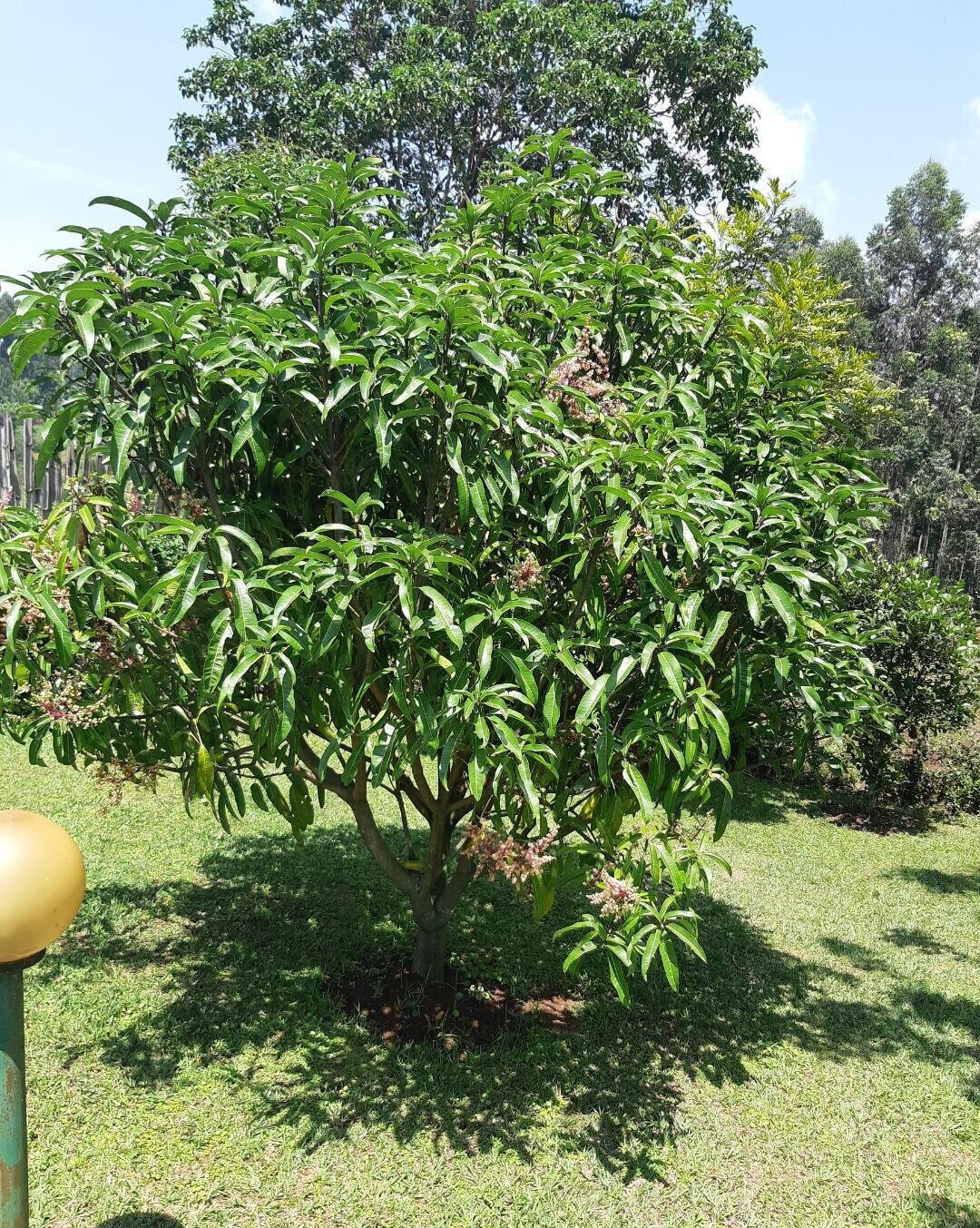 2.2-Acre Garden Plot in Westlands