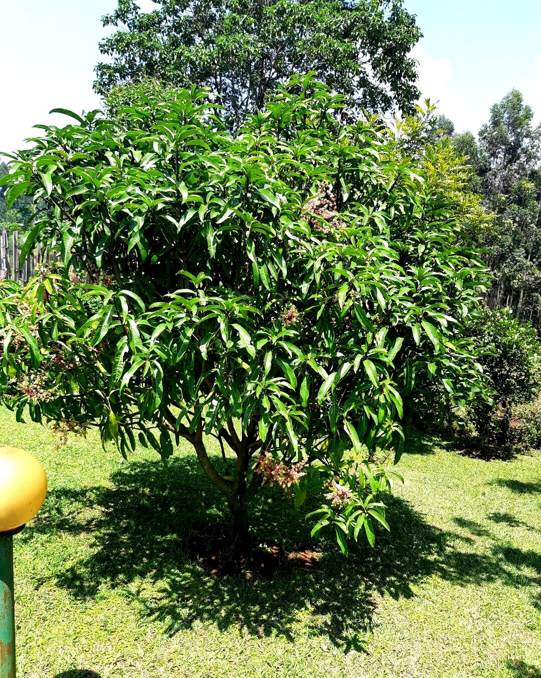 2.2-Acre Garden Plot in Westlands