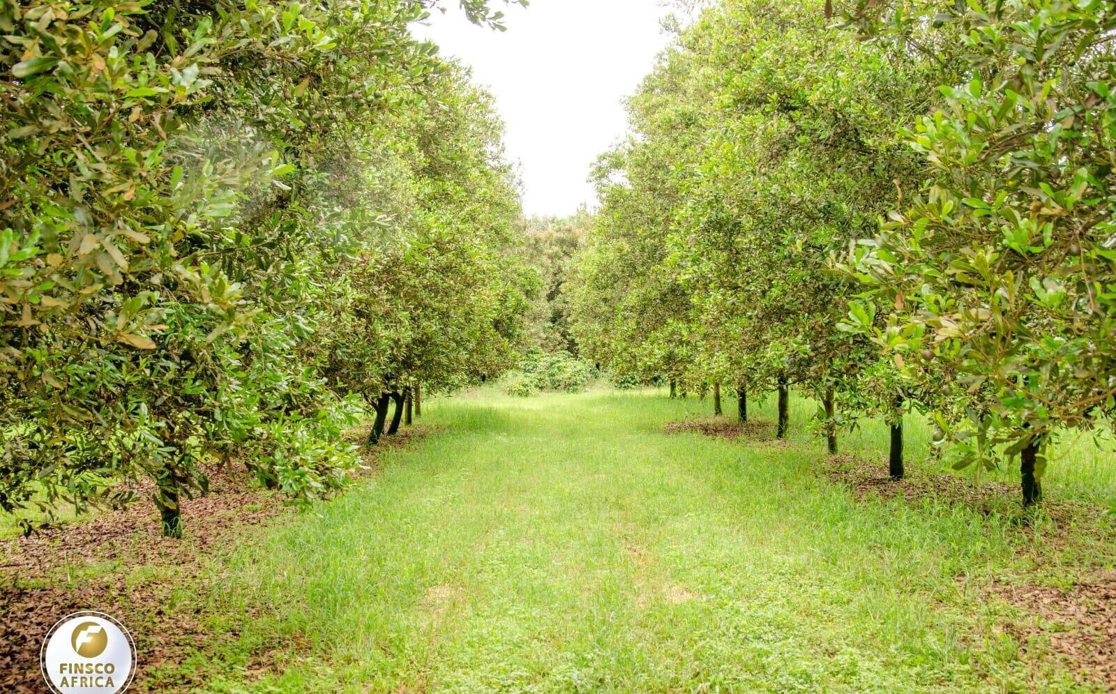 KSh 3.8M Plot in Thika Grove