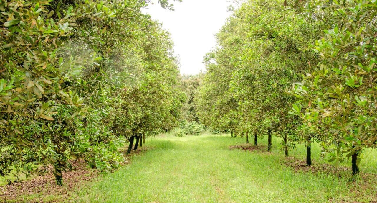 KSh 3.8M Plot in Thika Grove