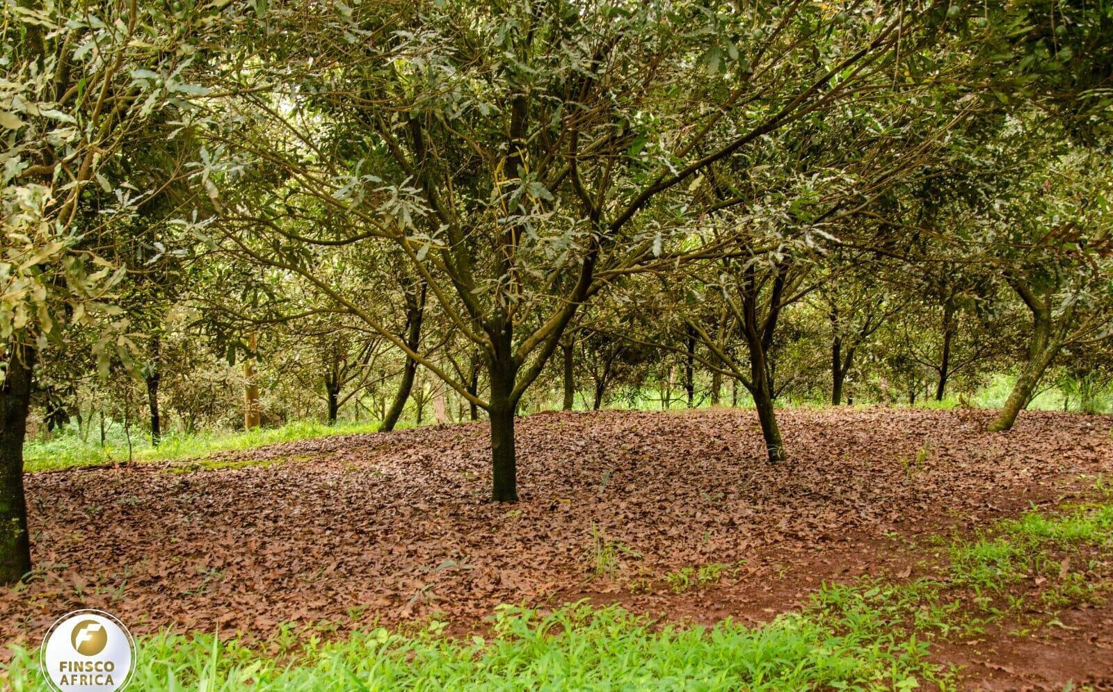 KSh 3.8M Plot in Thika Grove