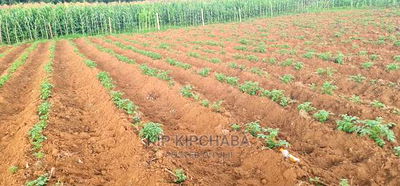 1/4 Plot For Sale In Royalton Annex In Eldoret - Image 8