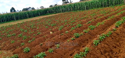 1/4 Plot For Sale In Royalton Annex In Eldoret - Image 6