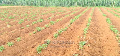 1/4 Plot For Sale In Royalton Annex In Eldoret - Image 5