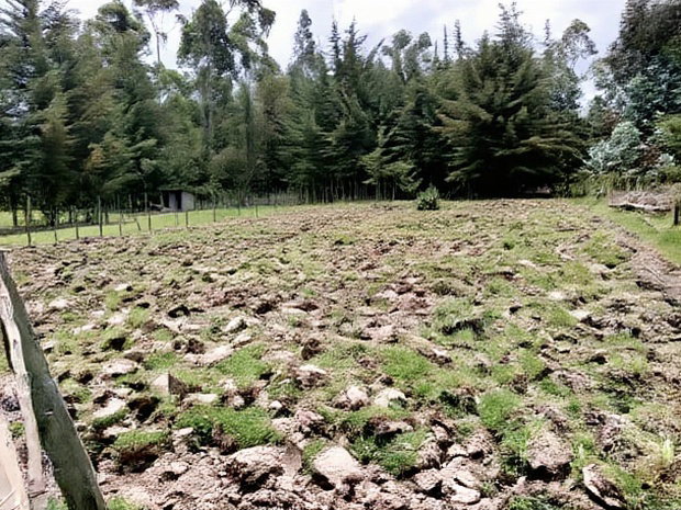 3 Prime 50 by 100 Plots for Sale