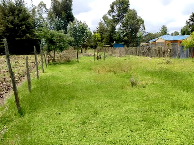 3 Prime 50 by 100 Plots for Sale