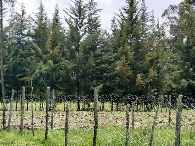 3 Prime 50 by 100 Plots for Sale