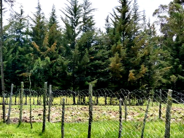 3 Prime 50 by 100 Plots for Sale