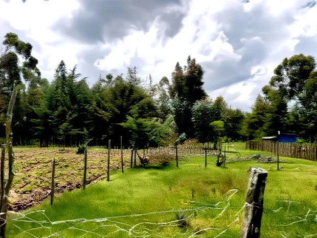3 Prime 50 by 100 Plots for Sale