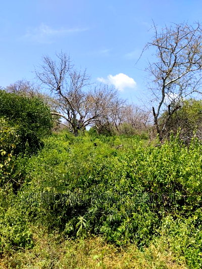 75acres for Sale - Image 3