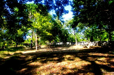 4.5 Acres Beach Front Plot Diani - Image 11