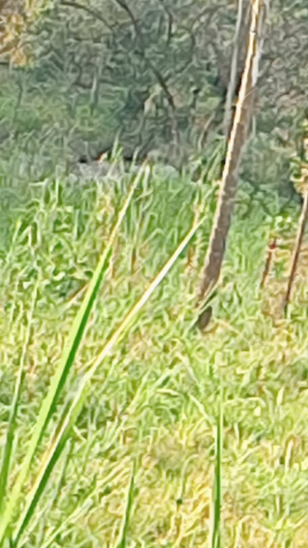 Land for Sale in Kakamega-Shibuli