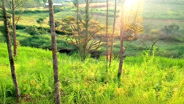 Land for Sale in Kakamega-Shibuli