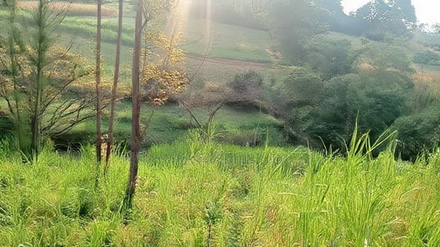 Land for Sale in Kakamega-Shibuli