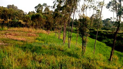 Land for Sale in Kakamega-Shibuli - Image 2