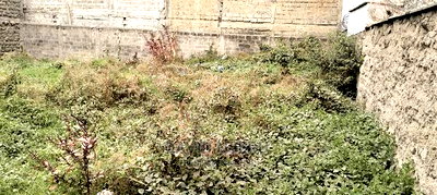 Tassia Plots - Image 4