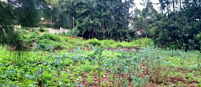 Half Acre Garden Office Space at KSh 16M