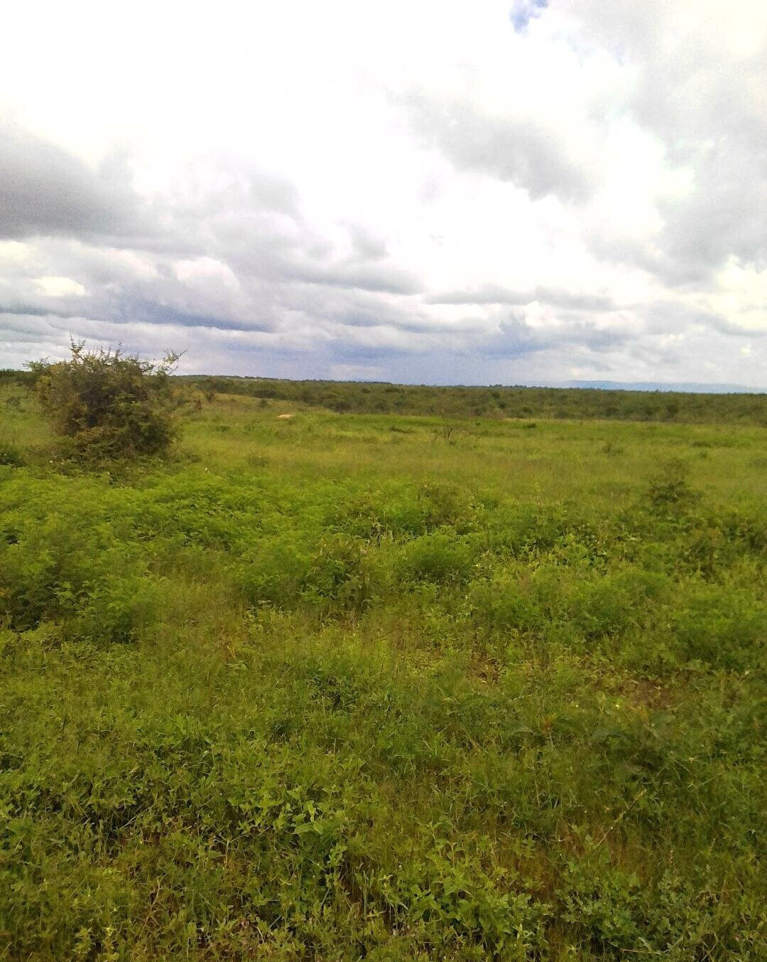 Half Acre Plot in Loitoktok