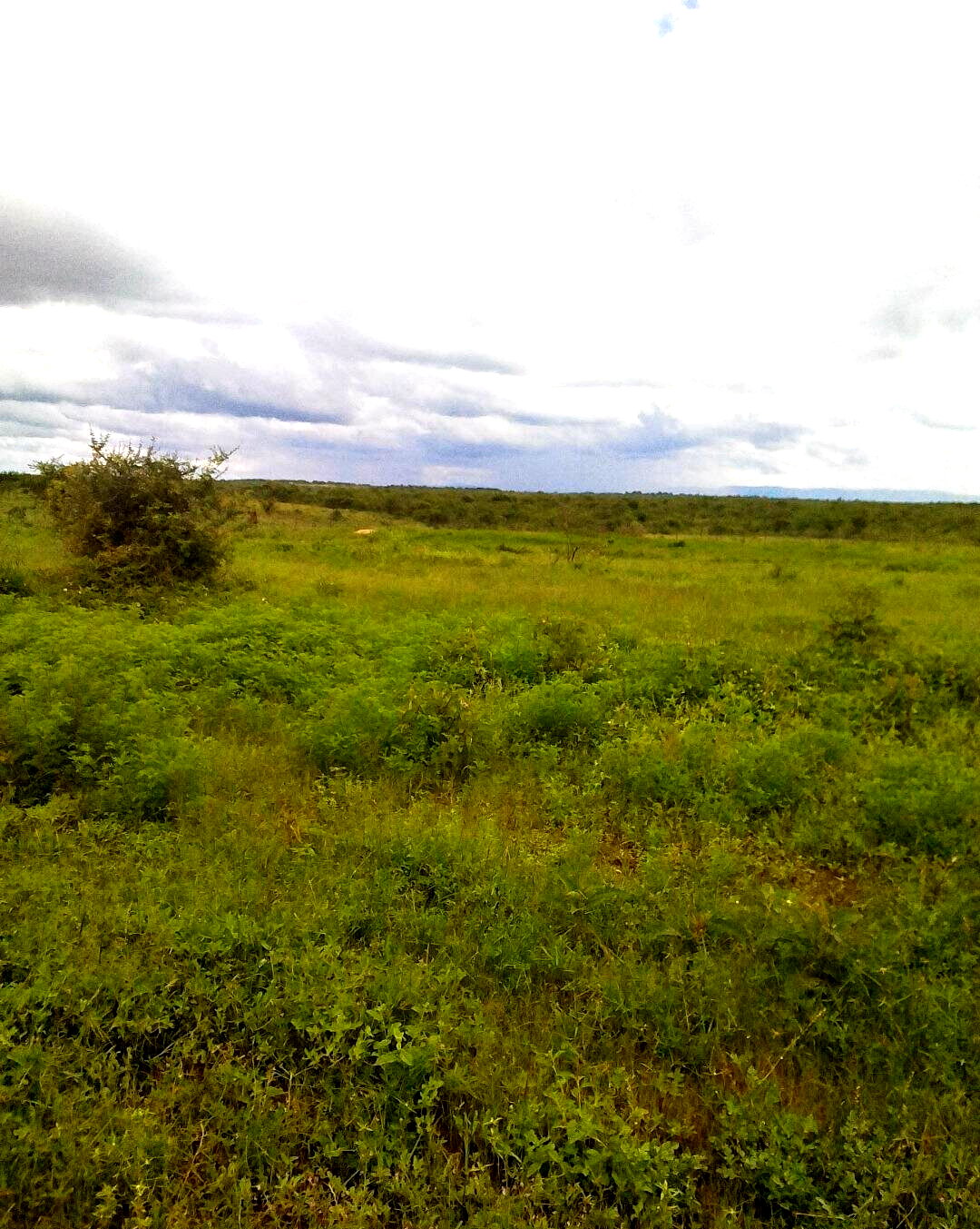 Half Acre Plot in Loitoktok