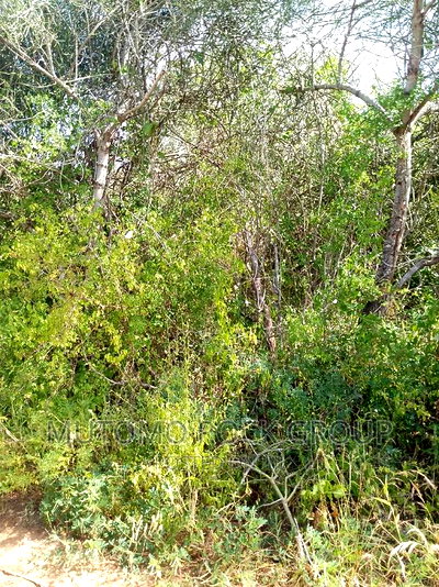 11.7acres For Sale - Image 3