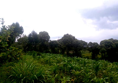 Half Acre Garden Plot with Parking