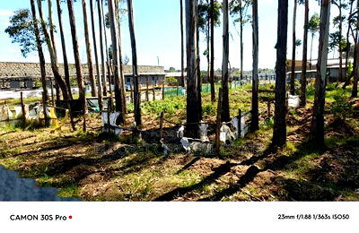 1/2 Acre Kimumu With Title Ideal for Commercial Purpose - Image 3