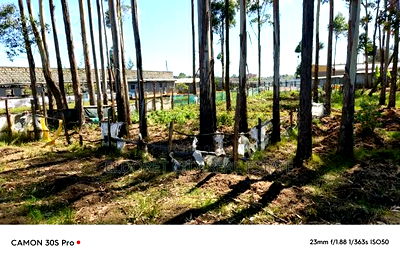 1/2 Acre Kimumu With Title Ideal for Commercial Purpose - Image 2