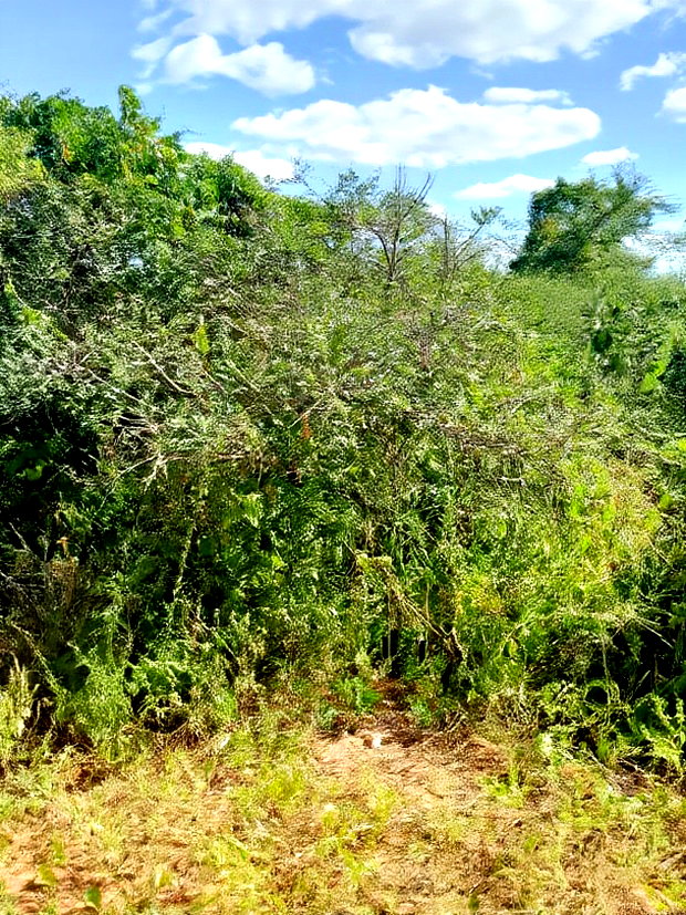 300acres for Sale
