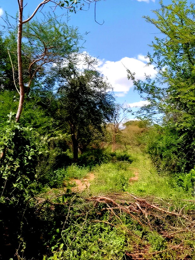 300acres for Sale