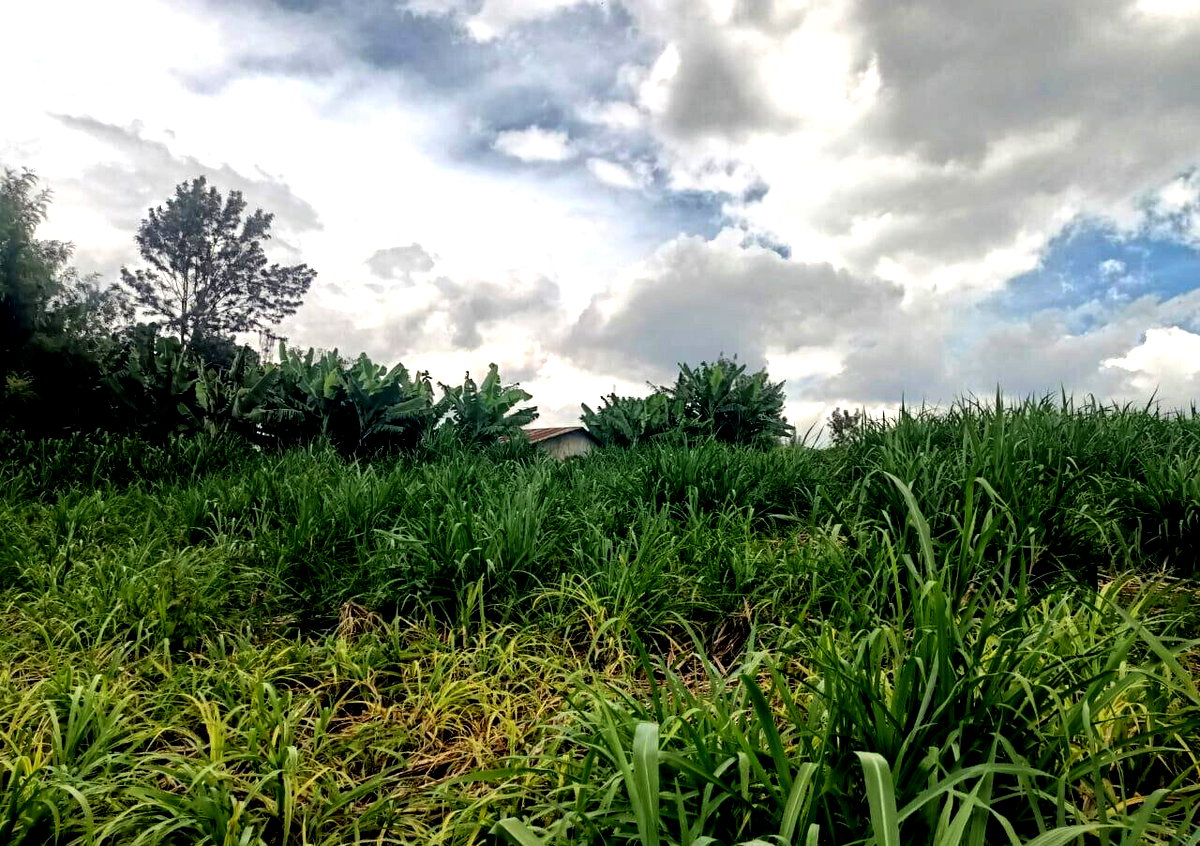 KSh 50M Plot Near Kangoya Primary