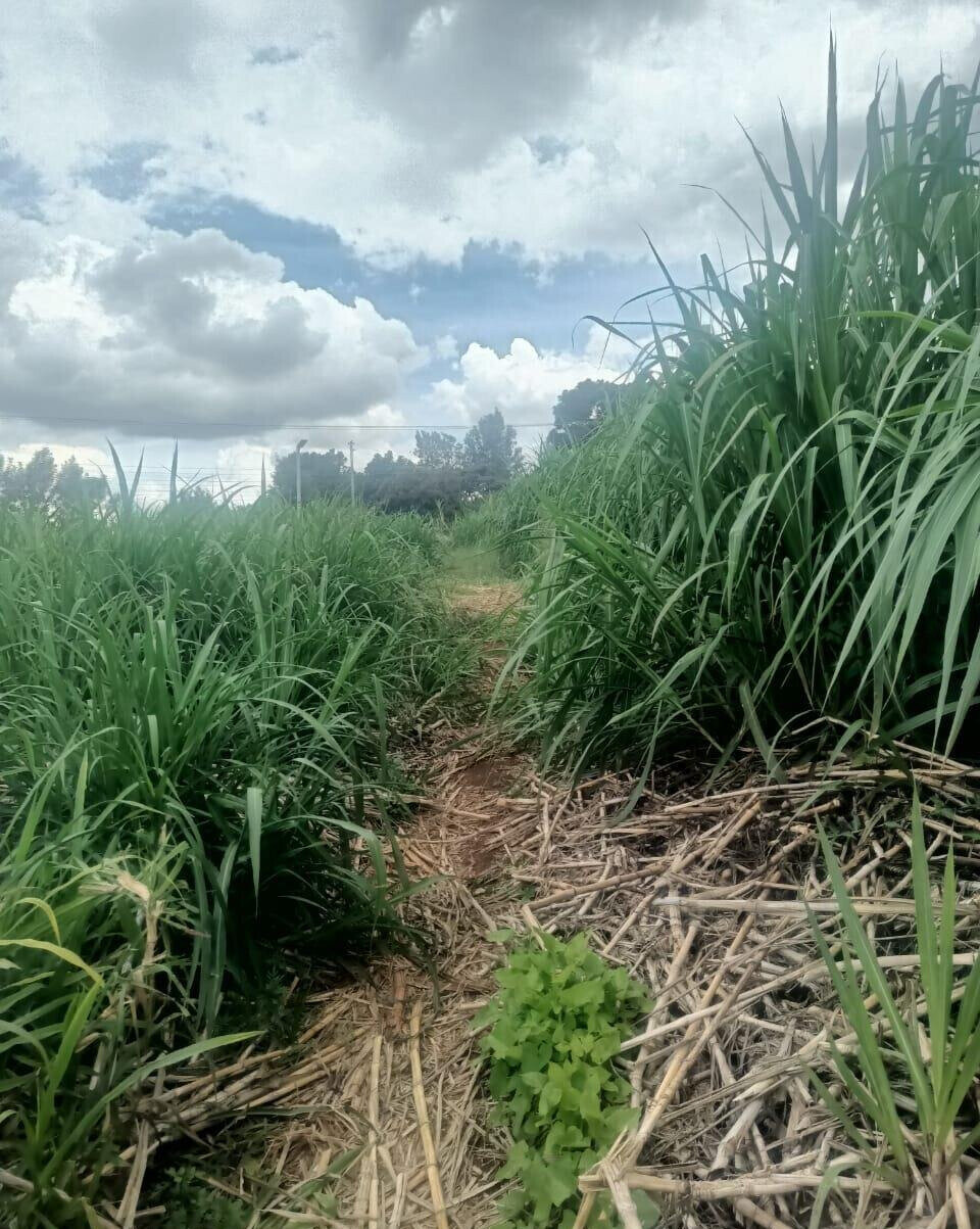 KSh 50M Plot Near Kangoya Primary