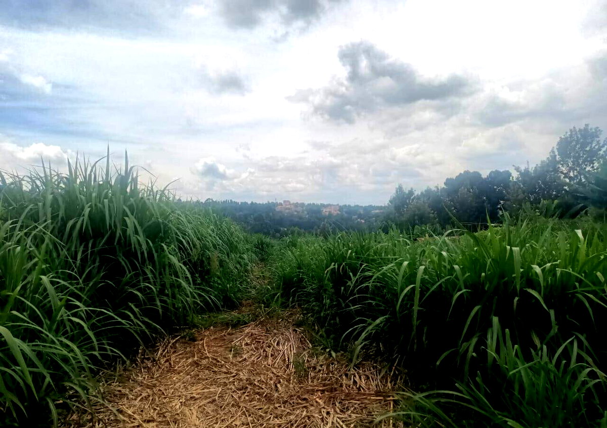 KSh 50M Plot Near Kangoya Primary