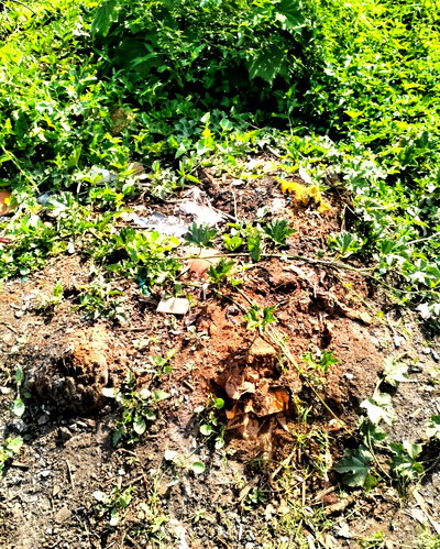 Half Acre Plot in Milimani for KSh 350M