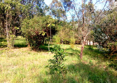 2-Acre Garden Plot with Parking - Karen