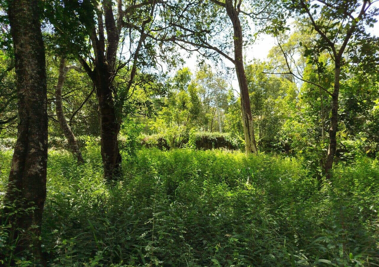 Half Acre Karen Plot at KSh 45M